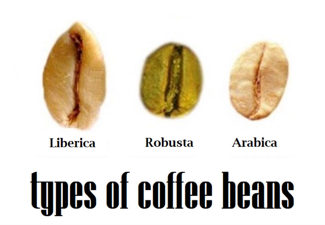 Bentuk biji kopi dari jenisnya