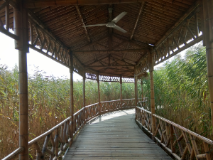 Inilah jalan yang di tempuh dari tepi sungai Hachuan menuju tempat pemandian sumber mata air. Jembatan kayu yang di tutup atap jerami, dikelilingi pemohonan ilalang. Sesekali kami melintasi kolam yang ditumbuhi bunga teratai.